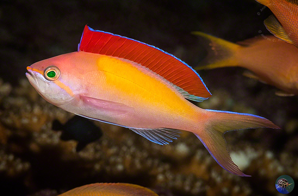 Pseudanthias dispar - nuptual male