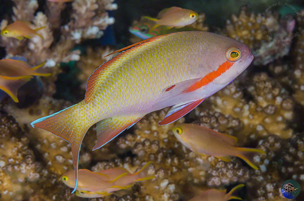 Pseudanthias hutchii - male