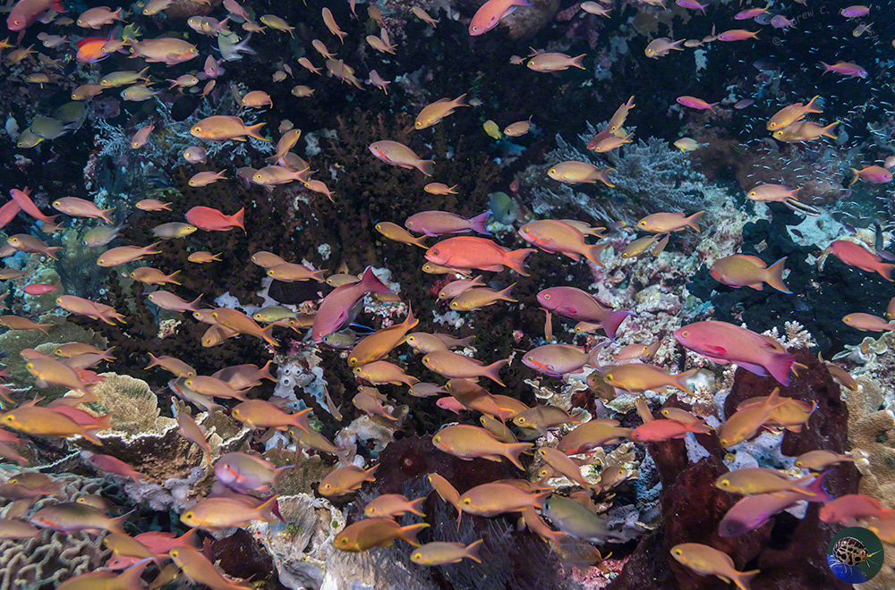 Pseudanthias hutchi shoal