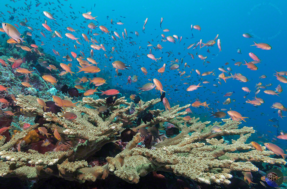 Pseudanthias hutchi - mostly females
