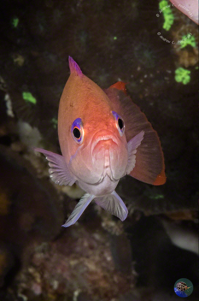 Pseudanthias hypselosoma - female