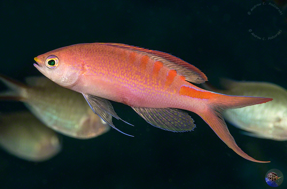 Pseudanthias lori - adult male with females - Triton Bay, West Papua