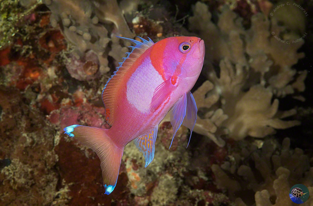 Pseudanthias pleurotaenia - male