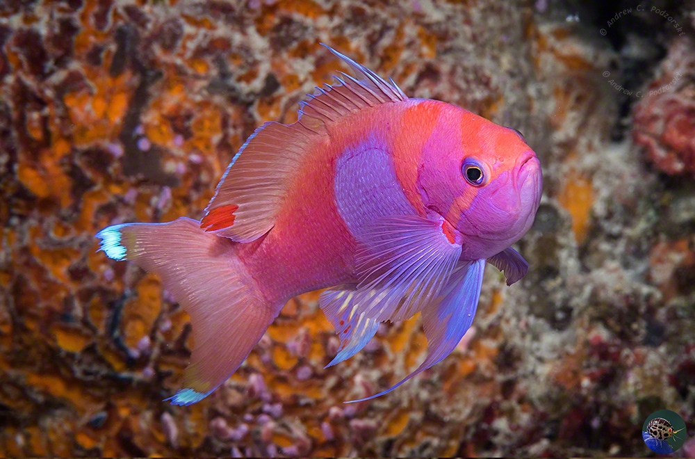Pseudanthias pleurotaenia - male