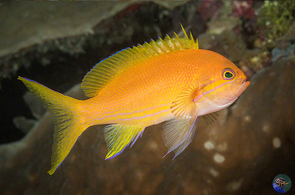 Pseudanthias pleurotaenia - female