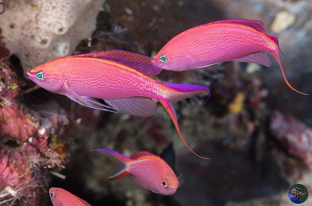  Pseudanthias smithvanizi - males, Triton Bay, West Papua