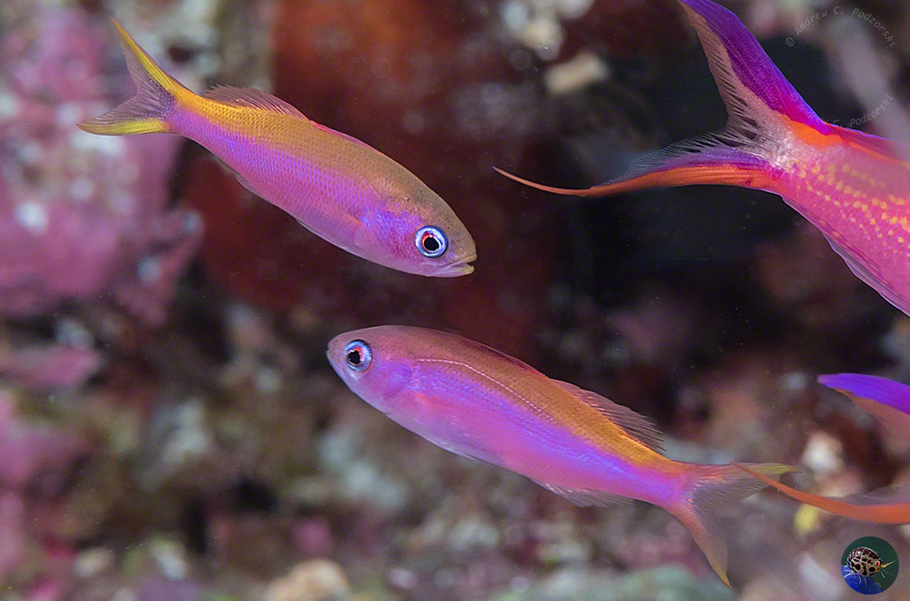 Pseudanthias smithvanizi - females, Triton Bay, West Papua