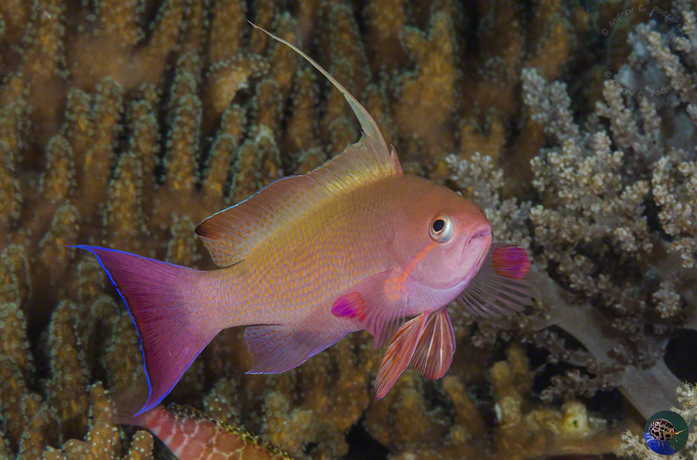 Pseudanthias squamipinnis - nuptual male