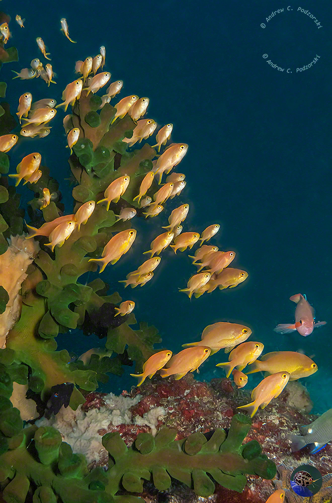 Pseudanthias squamipinnis - male with harem