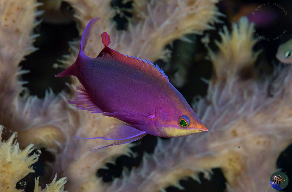Pseudanthias tuka - nuptual male