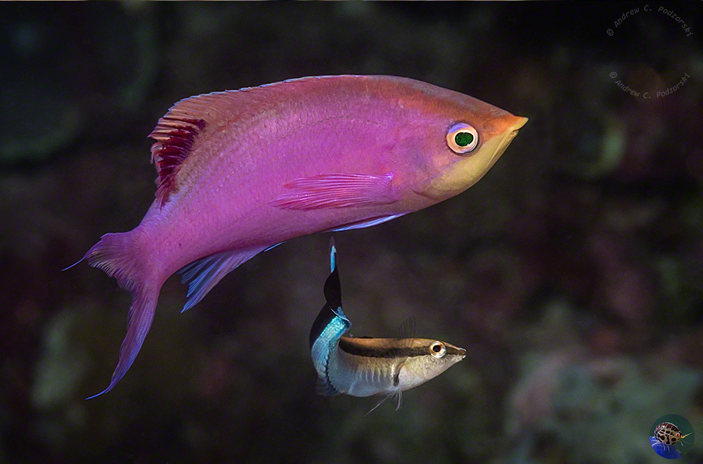 Pseudanthias tuka - nuptual male
