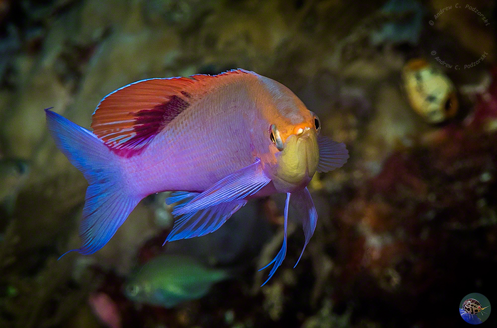 Pseudanthias tuka - nuptual male