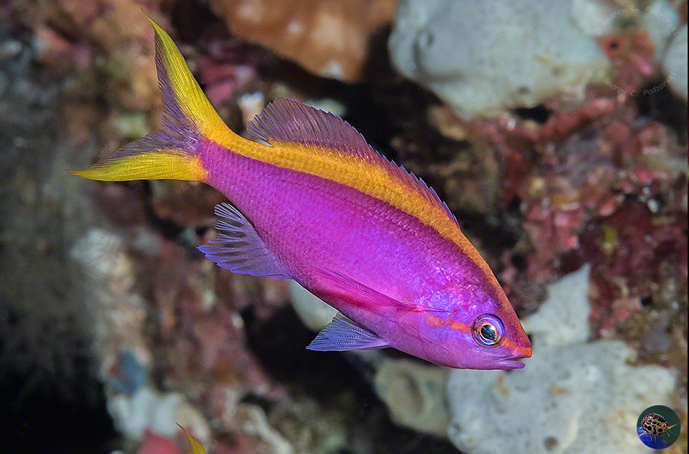 Pseudanthias tuka - female