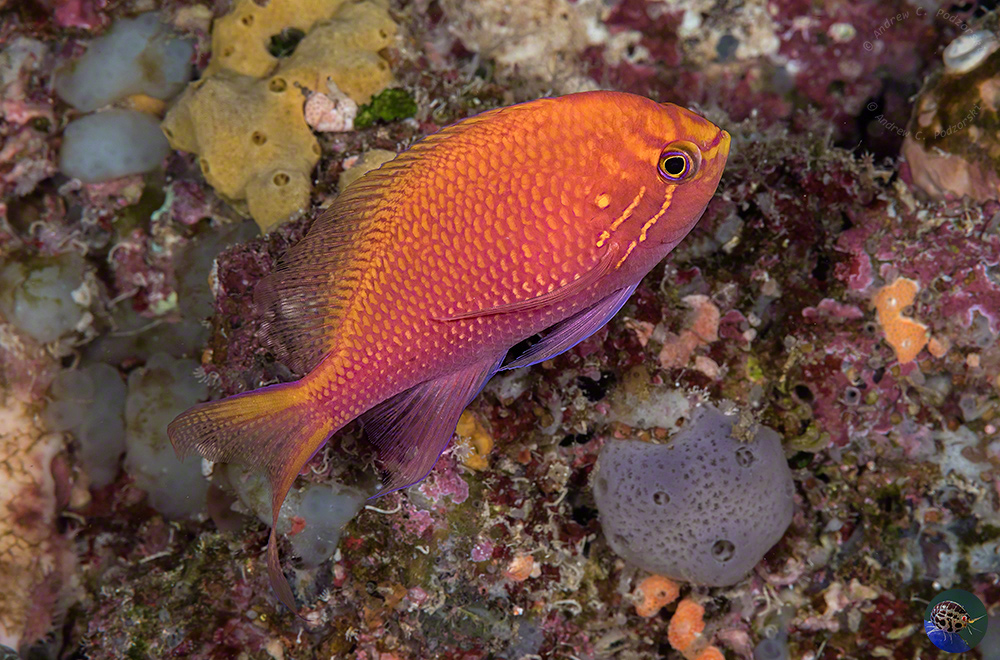 Serranocirrhitus latus