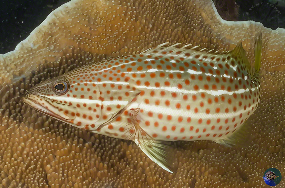 Anyperidon leucogrammicus - adult