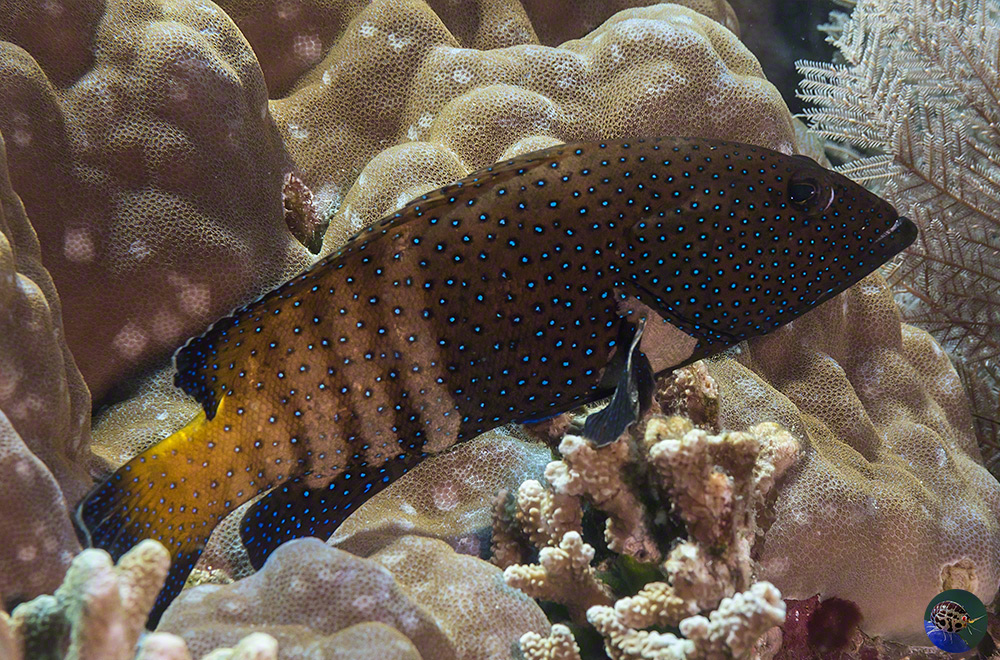 Cephalopholis argus