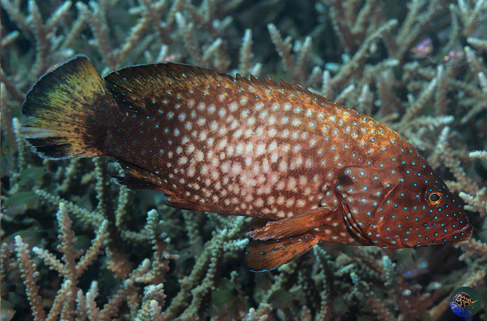 Cephalopholis cyanostigma