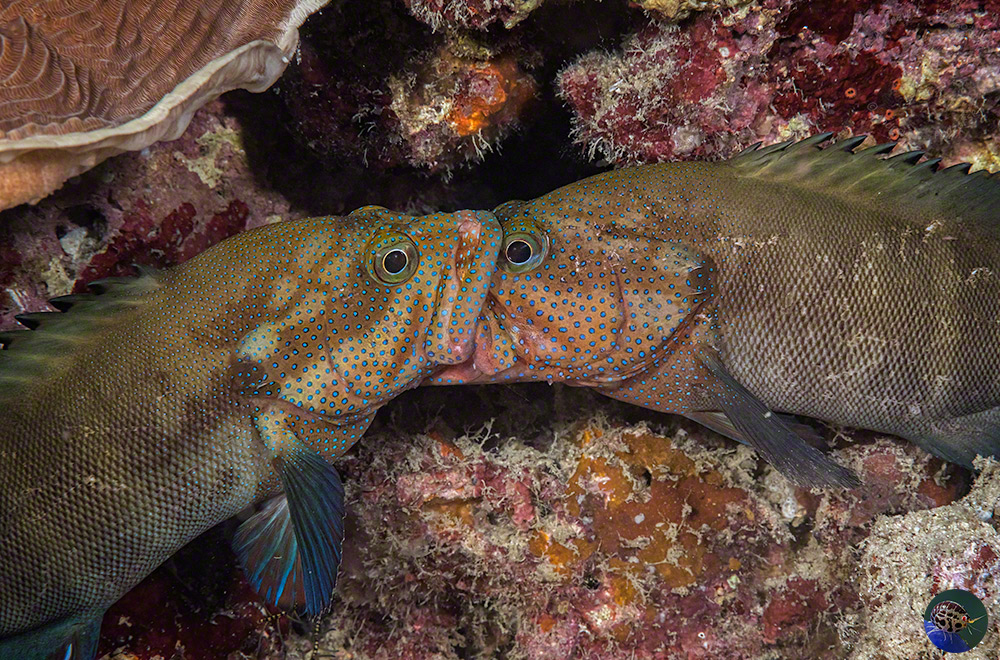 Cephalopholis microprion - rivalry