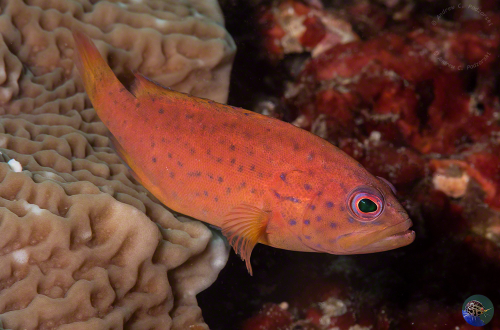 Cephalopholis miniata - juvenile