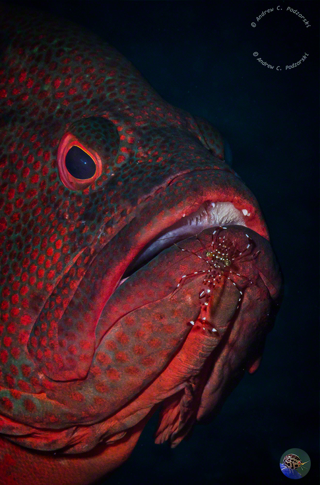 Cephalopholis sonnerati with cleaner shrimp