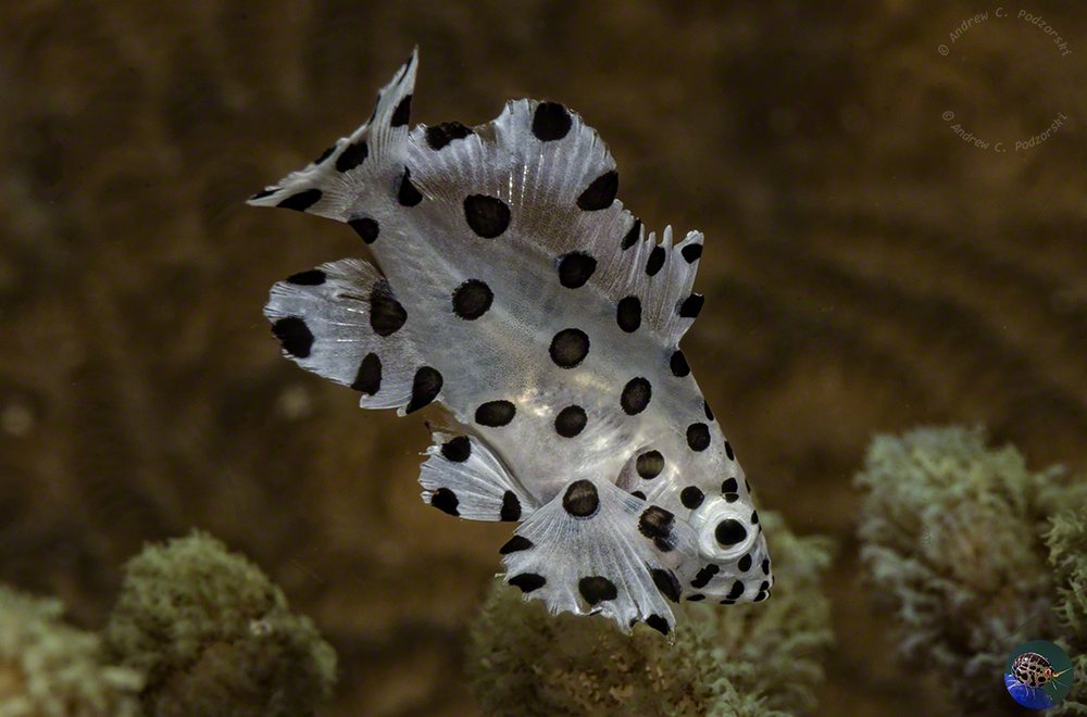 Cromileptes altivelis - juvenile