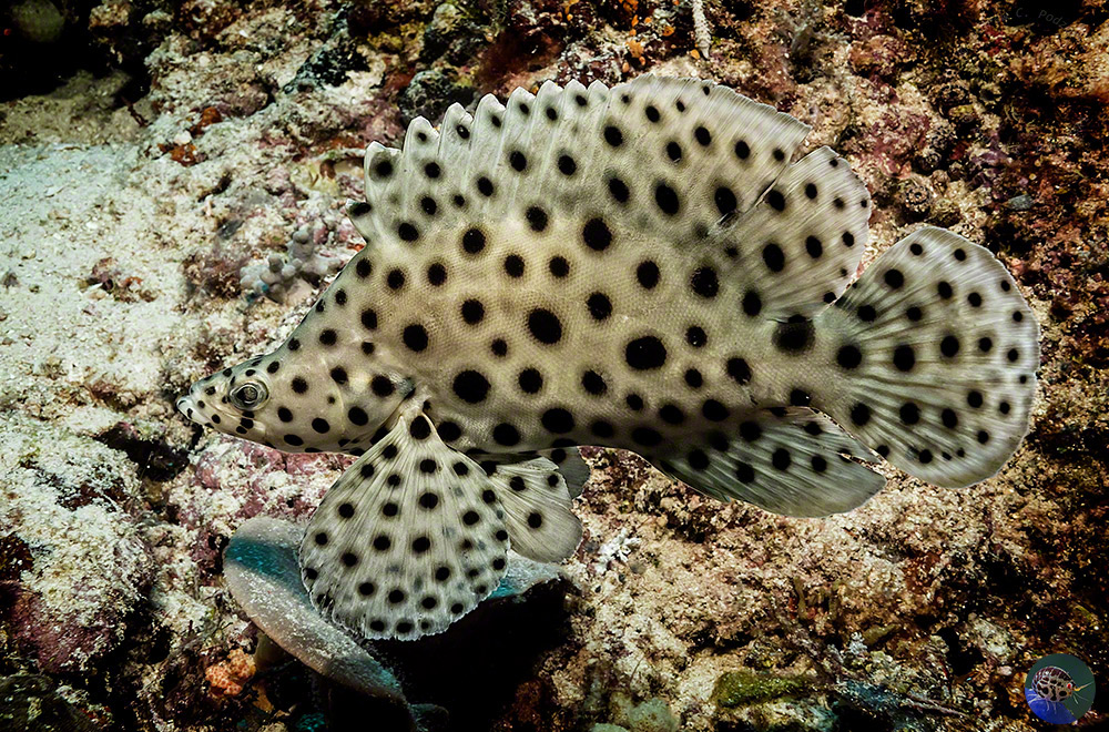 Cromileptes altivelis - adult