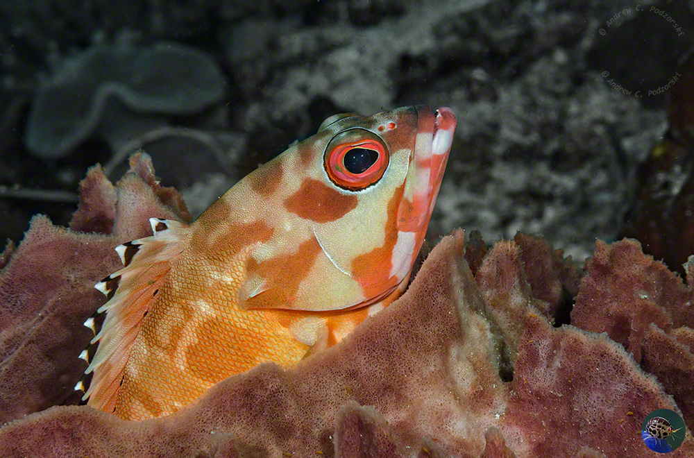 Epinephelus fasciatus
