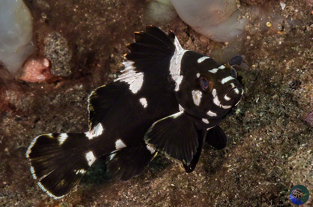  Epinephelus maculatus
