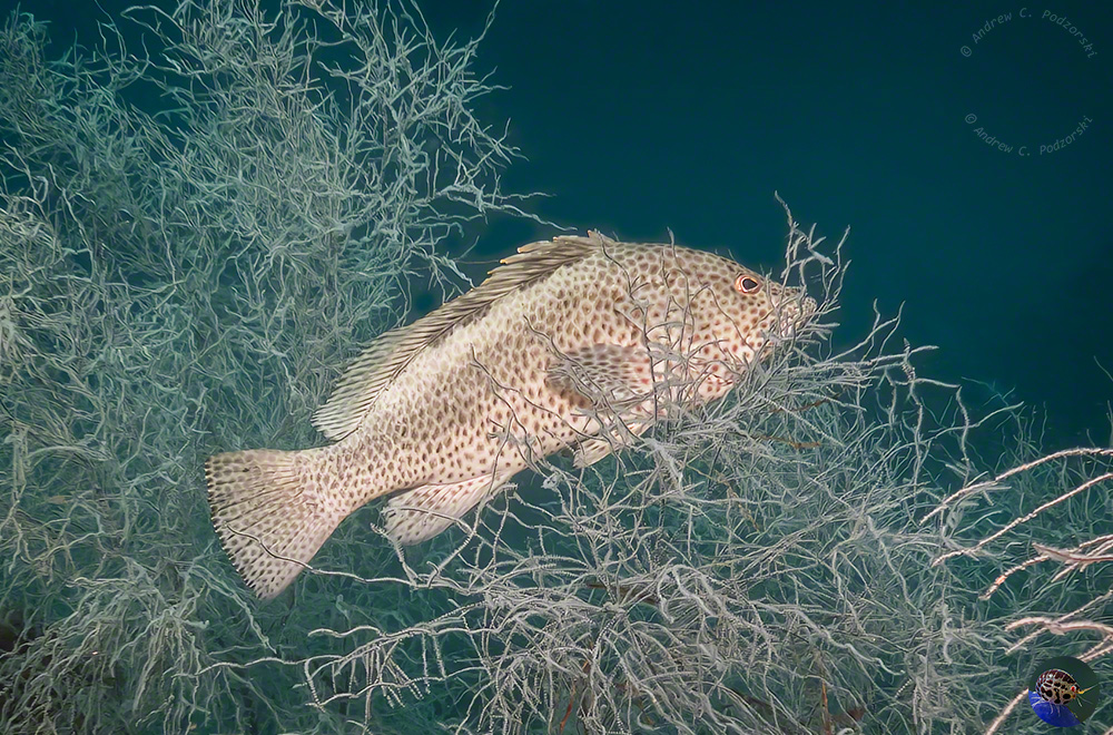 Epinephelus tauvinus