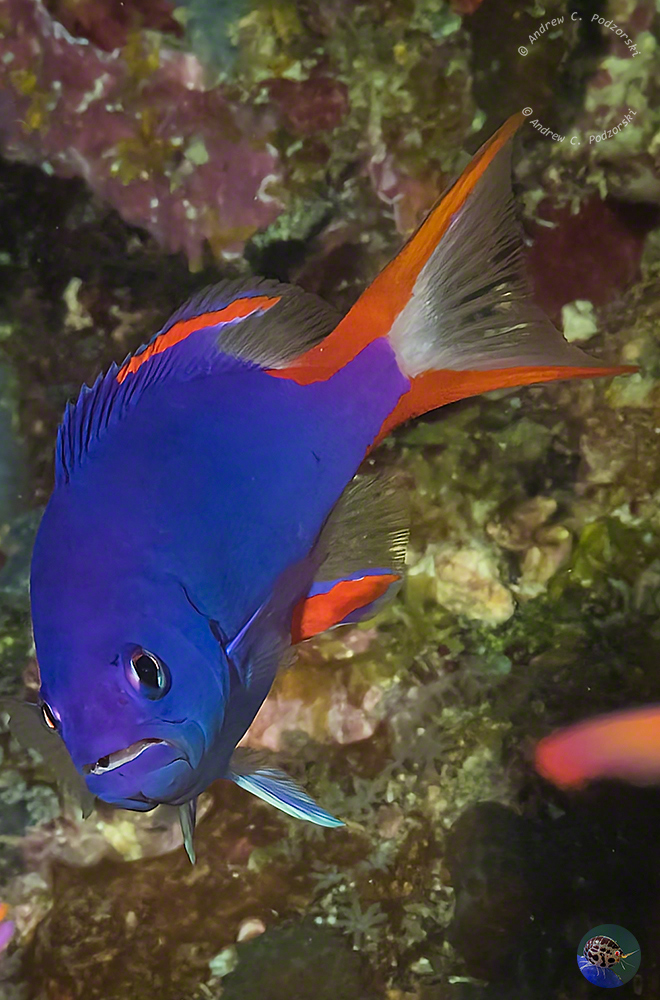 Gracila albomarginata - juvenile