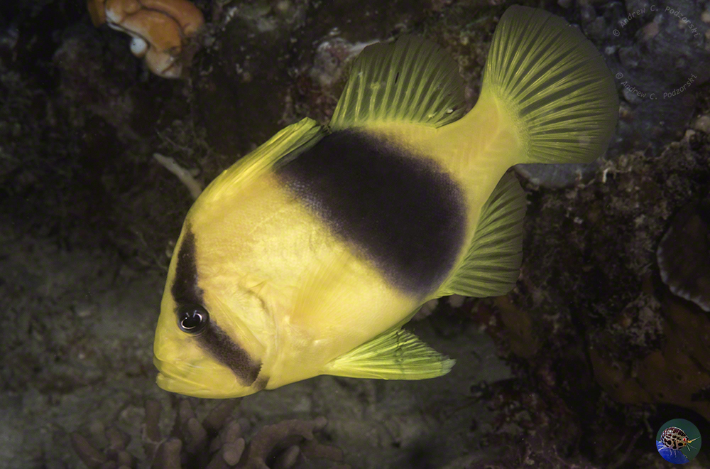 Diploprion bifasciatum