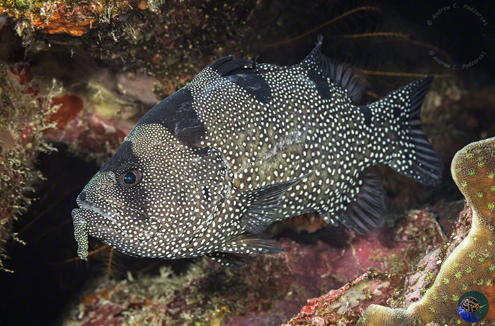 Pogonoperca punctata