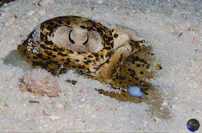 Taeniura lymma - eye poking above the sand