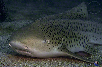 Stegostoma fasciatum