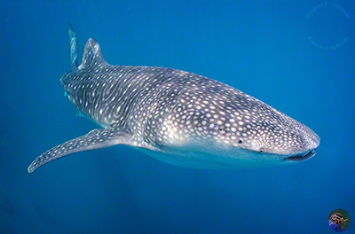 Rhincodon typus  - male