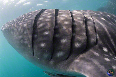 Rhincodon typus gills