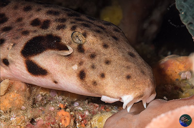 Hemiscyllium freycineti