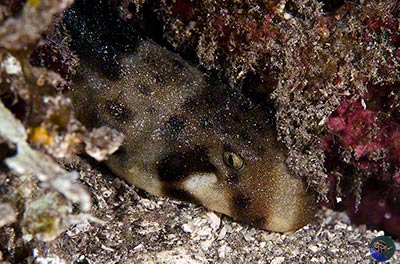 Hemiscyllium freycineti