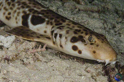 Hemiscyllium freycineti