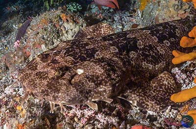 Orectolobus ornatus