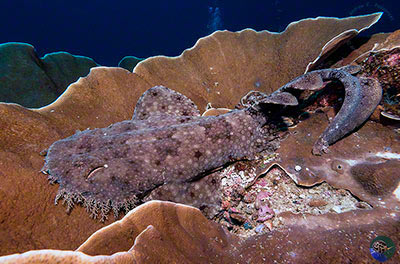 Eucrossorhinus dasypogon - on coral