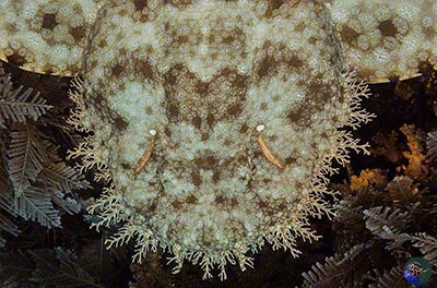 Eucrossorhinus dasypogon - head from above