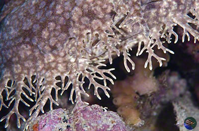 Eucrossorhinus dasypogon dermal flaps