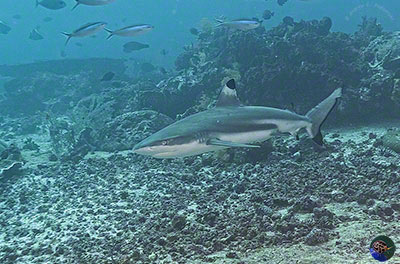 Caecharhinus melanopterus