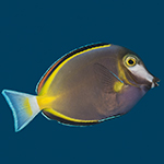 Surgeonfish