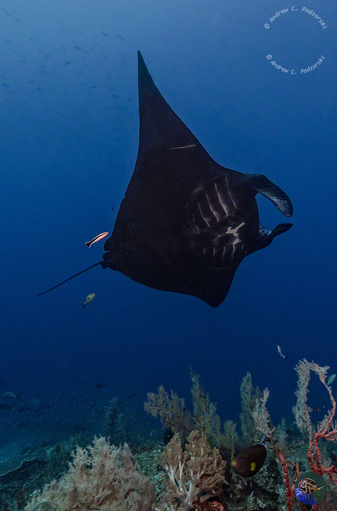 Manta alfredi