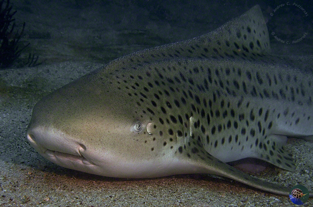 Stegostoma fasciatum