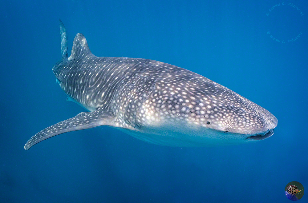 Rhincodon typus  - male