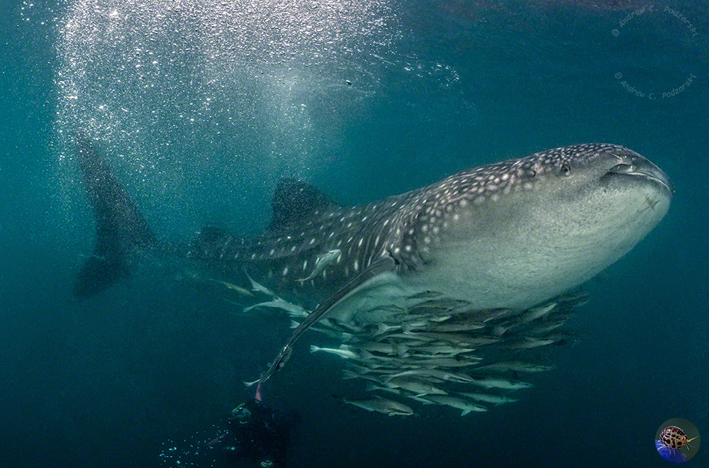 Rhincodon typus male