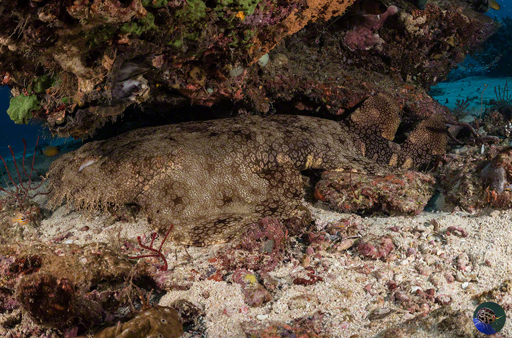 Eucrossorhinus dasypogon - hiding under an outcrop